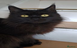 Maine Coon cats for sale: Female Maine coons - Image 2