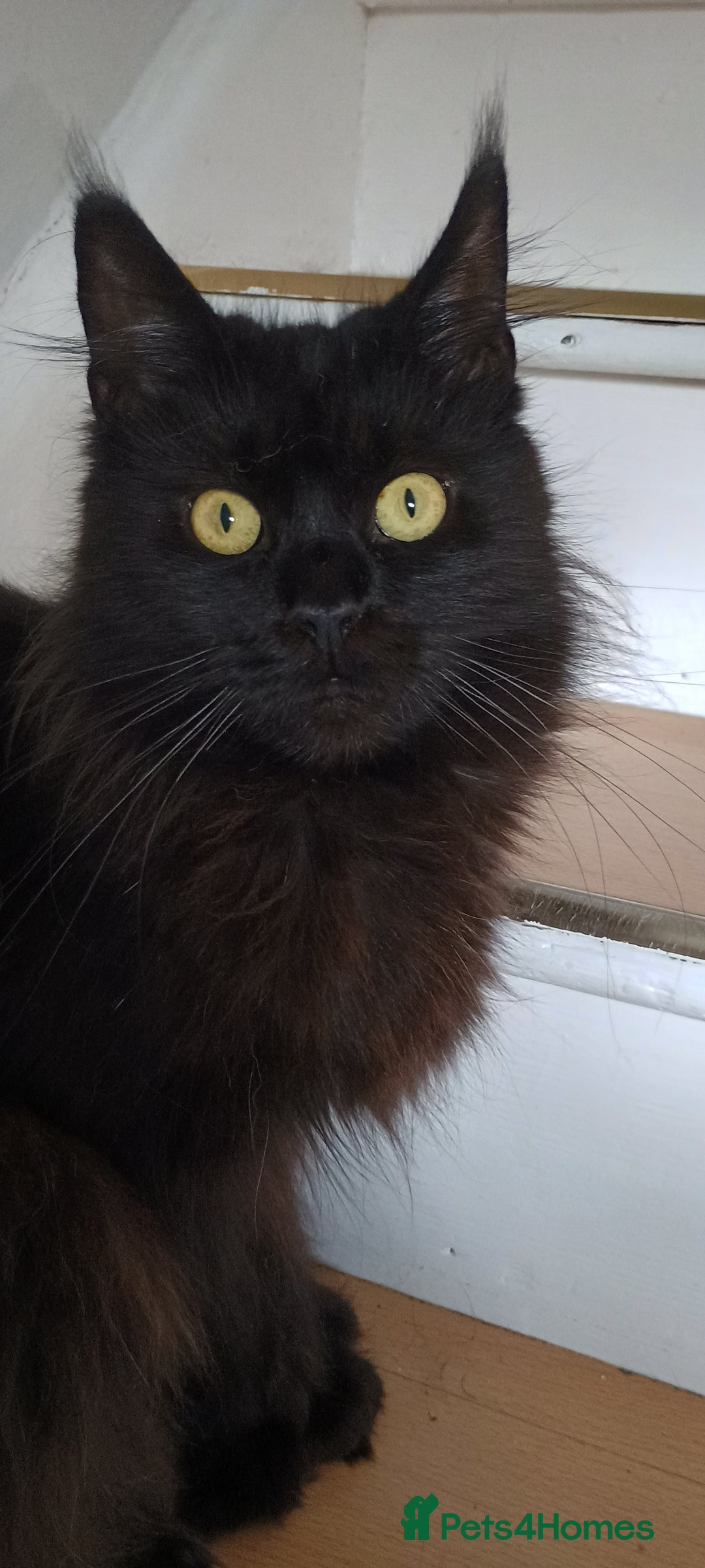 Maine Coon cats for sale: Female Maine coons - Image 2