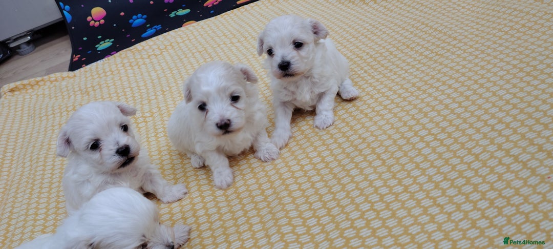 Maltipoo dogs for sale: Maltipoo  - Image 8