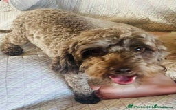 Cockapoo dogs for sale: Male Cockapoo Puppy - Ready to leave - Image 6