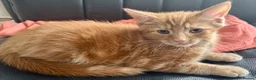 Mixed Breed cats for sale: Amiable mixed breed kttens - Advert 3