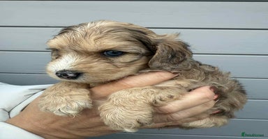 Cockapoo dogs - Advert 5