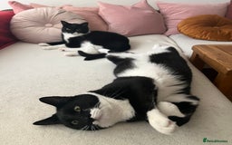 Mixed Breed cats for sale: Two indoors twin cats - London - Image 4