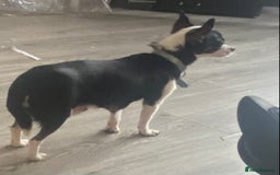 Chihuahua dogs for sale: Last 2 Chihuahua pups - Image 7