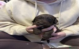 Cockapoo dogs for sale: F1 Cockerpoo’s  - Image 3