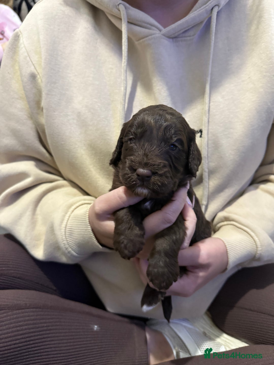 Cockapoo dogs for sale: F1 Cockerpoo’s  - Image 3