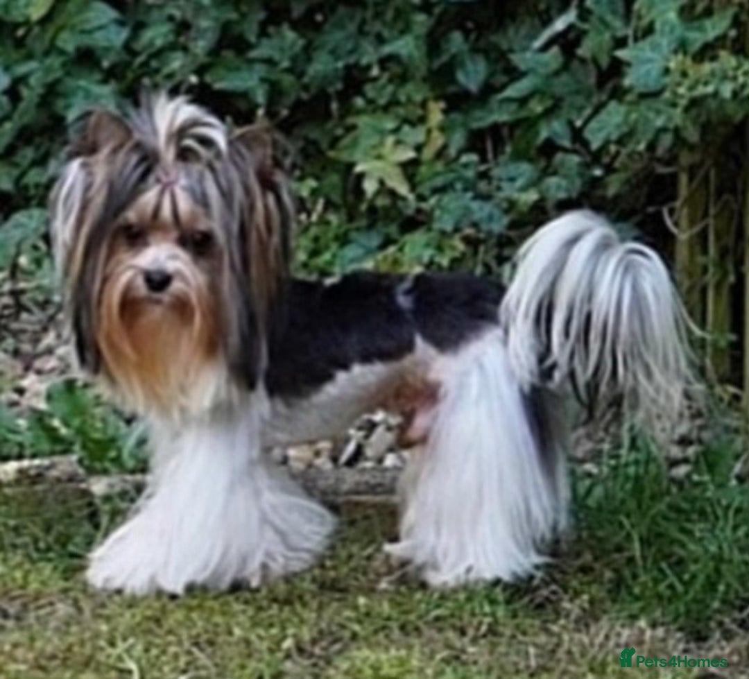 Yorkshire Terrier dogs for sale: Yorkshire terrier mini pups  - Image 14