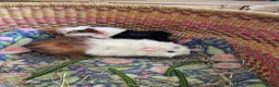 Guinea Pig rodents for sale: Beautiful baby guinea pigs - Advert 8