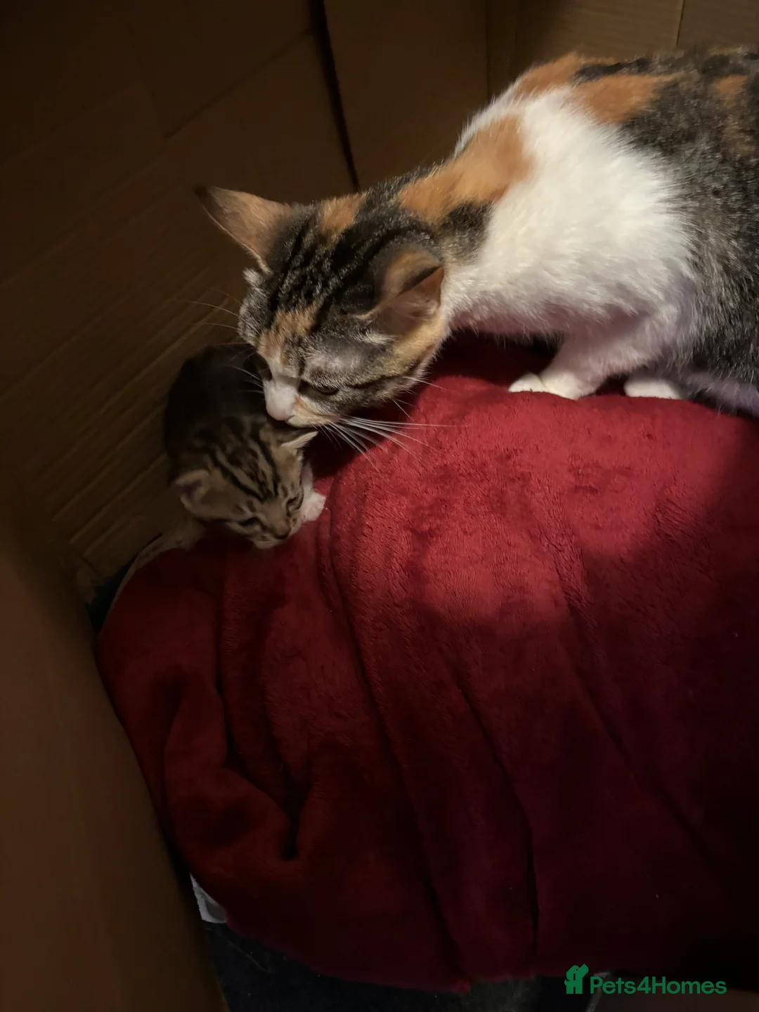 Domestic Shorthair cats for sale: Kittens for Sale - Advert 5