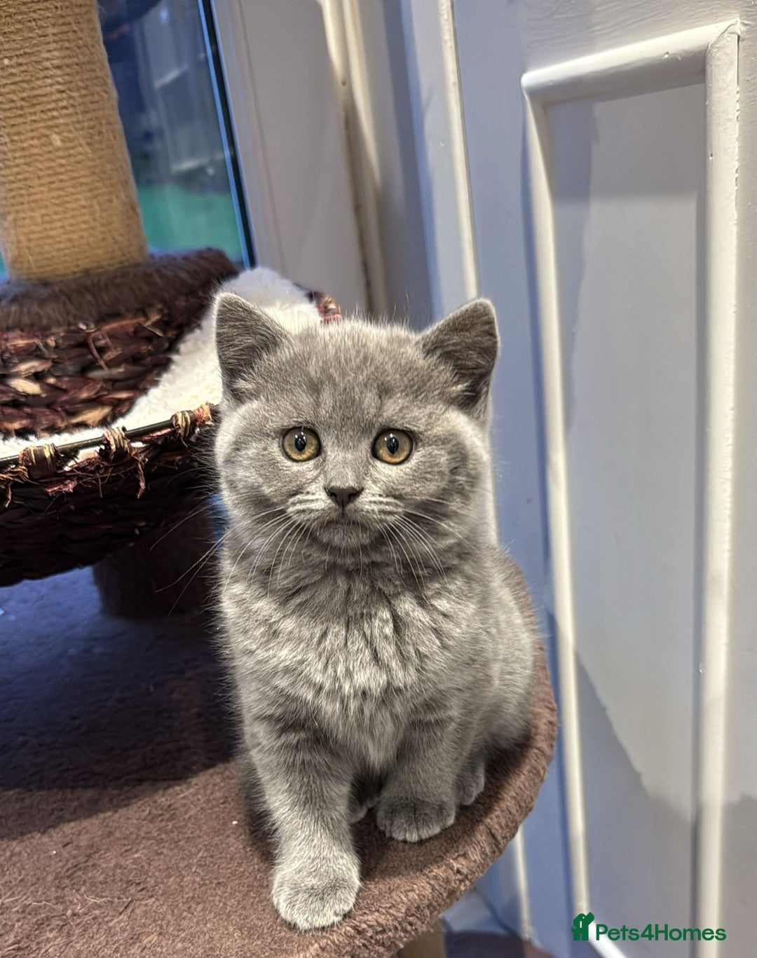 Scottish Fold cats for sale: LAST Scottish straight girl left - Advert 2