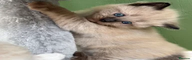 Ragdoll 2