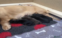 Miniature Dachshund dogs for sale: KC reg long haired mini dachshunds  - Image 2