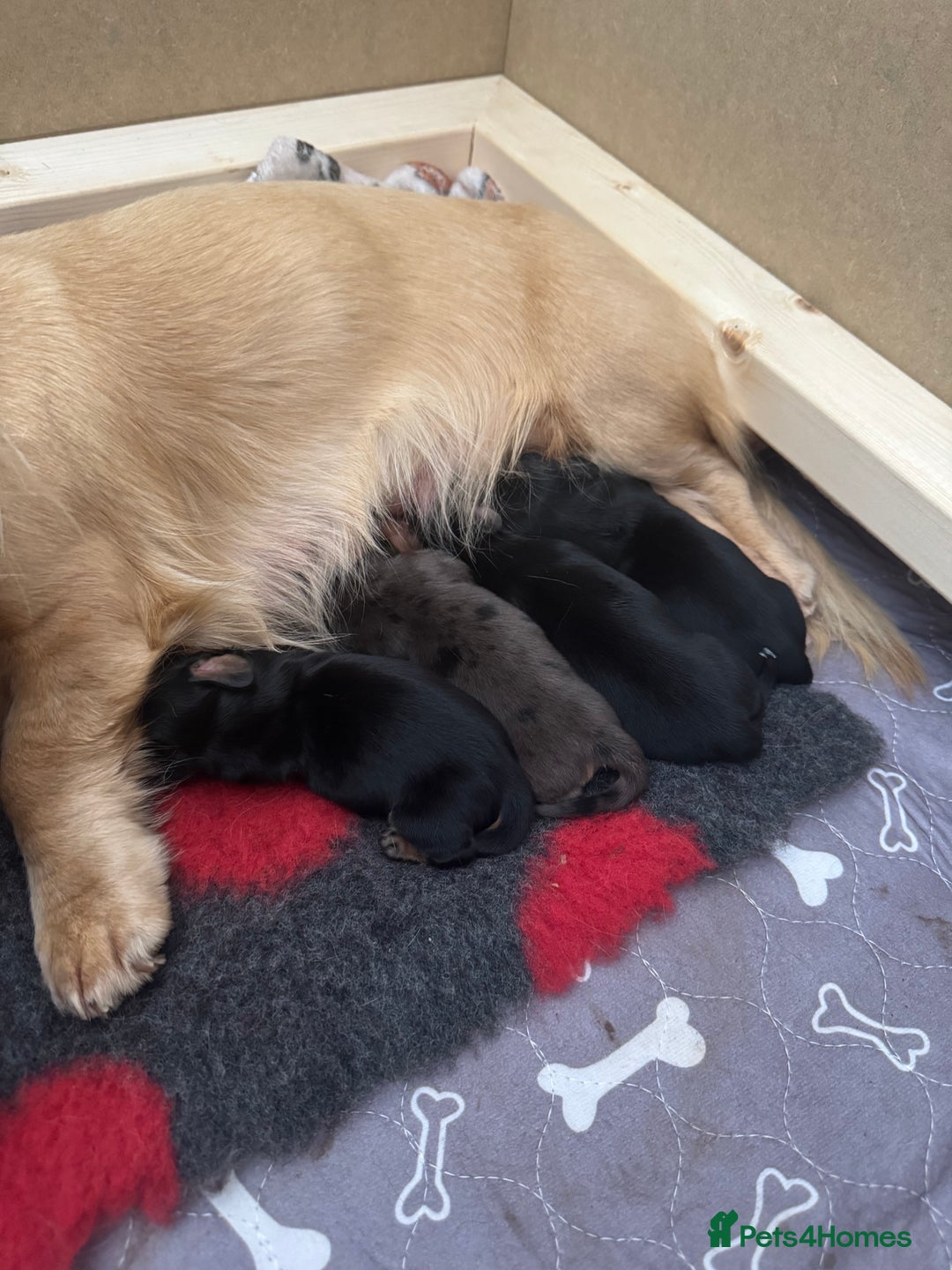 Miniature Dachshund dogs for sale: KC reg long haired mini dachshunds  - Image 2