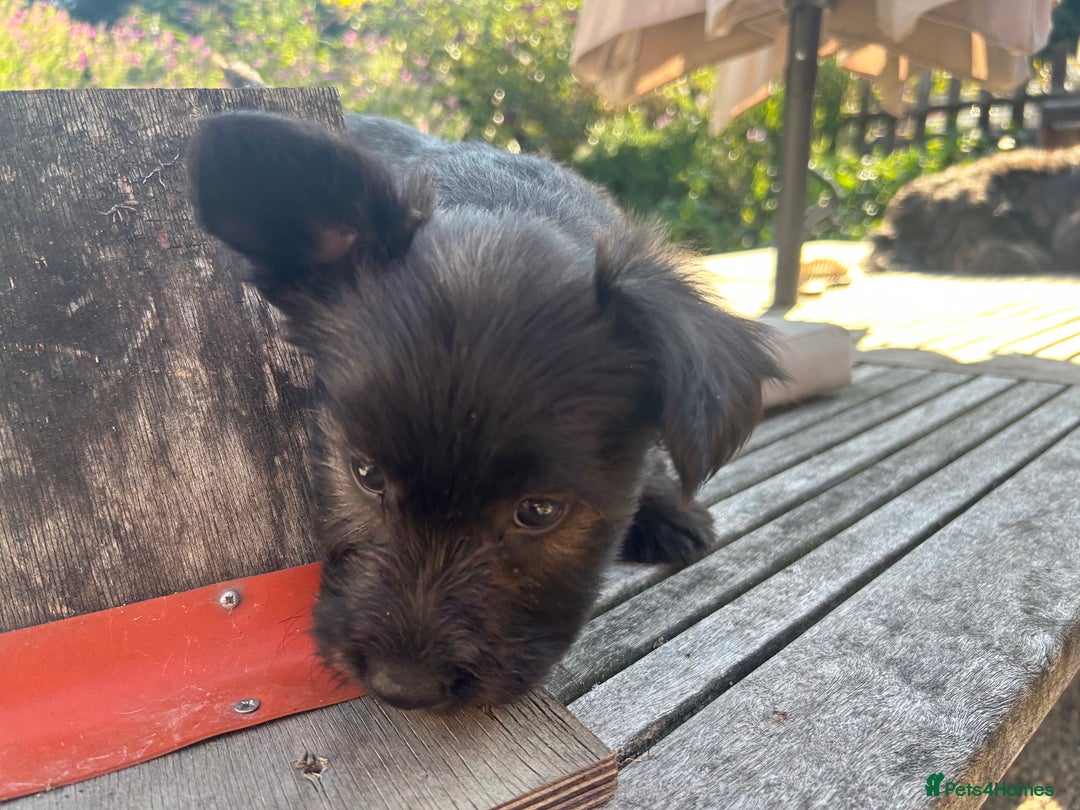 Skye Terrier dogs for sale: Gorgeous gamekeeper bred chunky Skye terrier pups  - Image 5