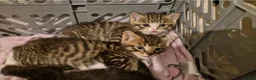 Domestic Shorthair cats for sale: Beautiful Kittens  - Advert 3