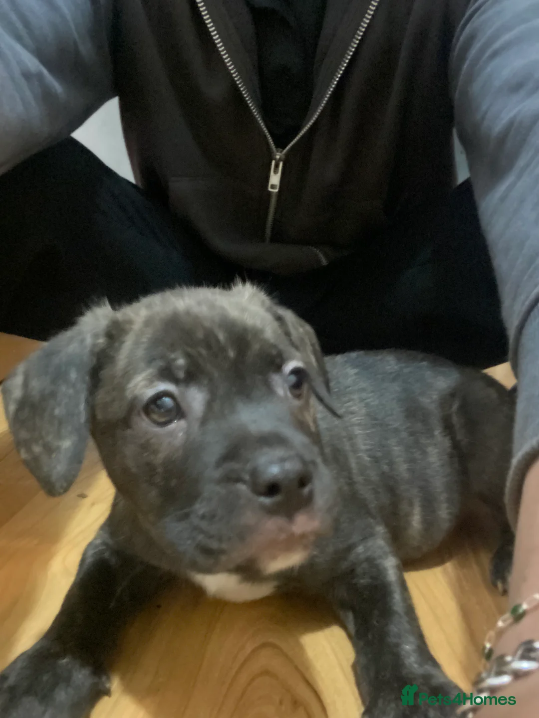 Mixed Breed dogs for sale: Puppy looking for his forever home - Advert 6