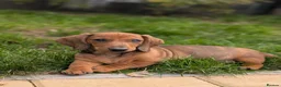 Dachshund dogs for sale: Champion Bloodline Standard Dachshund - Advert 27