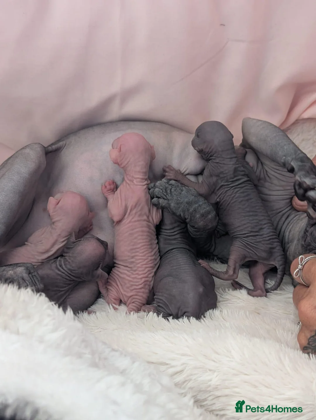 Sphynx cats for sale: Sphynx kittens in Newcastle upon Tyne - Advert 1