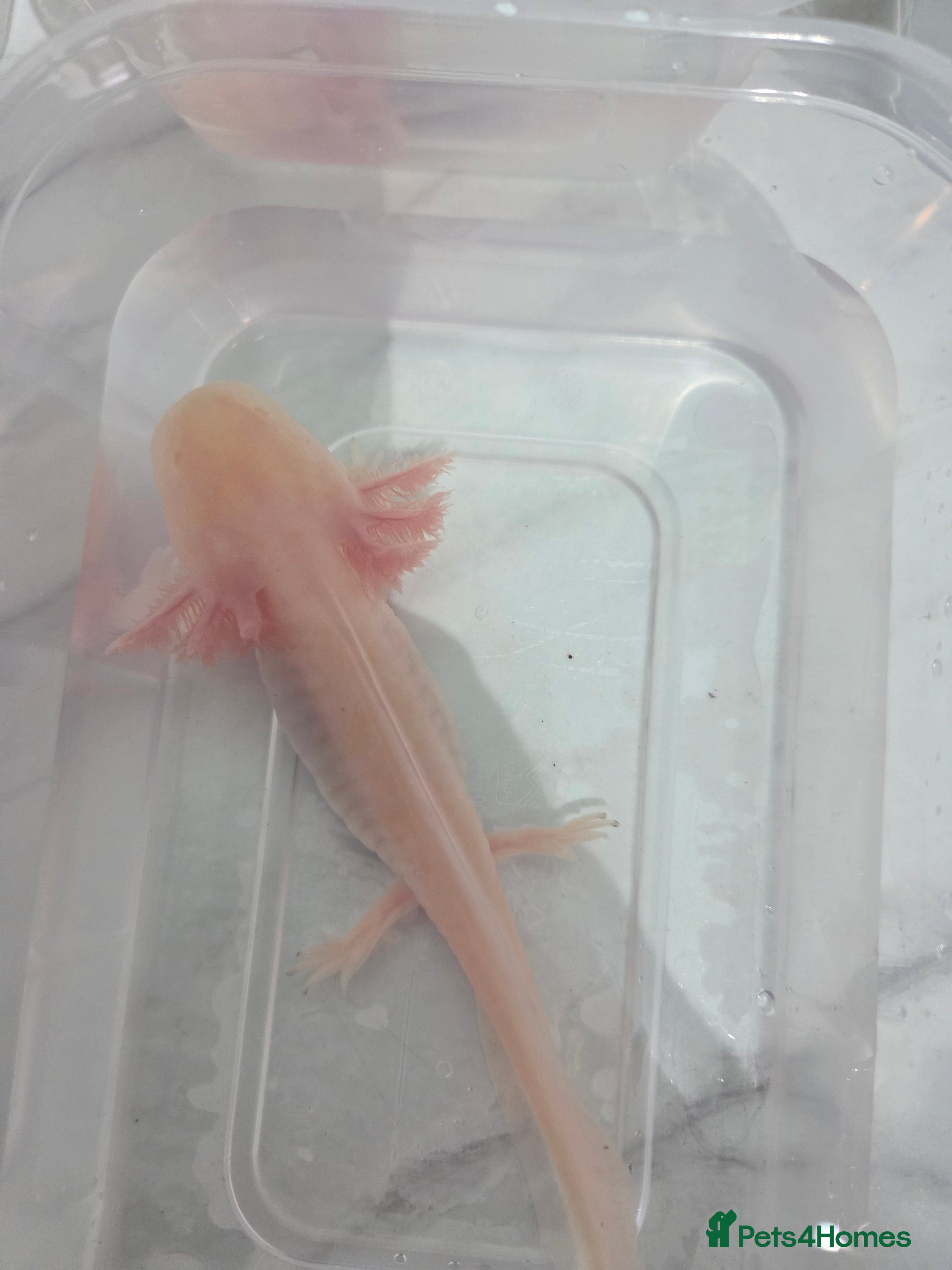 Axolotl reptiles 4 month old Axolotl's for sale - Advert 4
