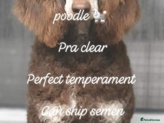 Standard Poodle dogs DWKC HEALTH TESTED HIP AND ELBOW SCORED in Inverurie - Advert 3