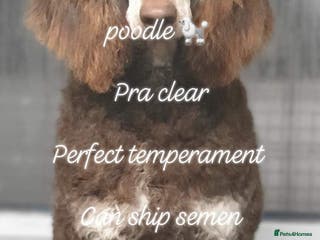 Standard Poodle dogs DWKC HEALTH TESTED HIP AND ELBOW SCORED in Inverurie - Advert 2