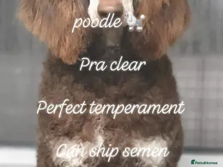 Standard Poodle dogs DWKC HEALTH TESTED HIP AND ELBOW SCORED in Inverurie - Advert 3