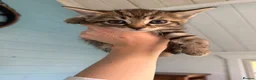 Mixed Breed cats for sale: 7 gorgeous mixed breed kittens  - Advert 30