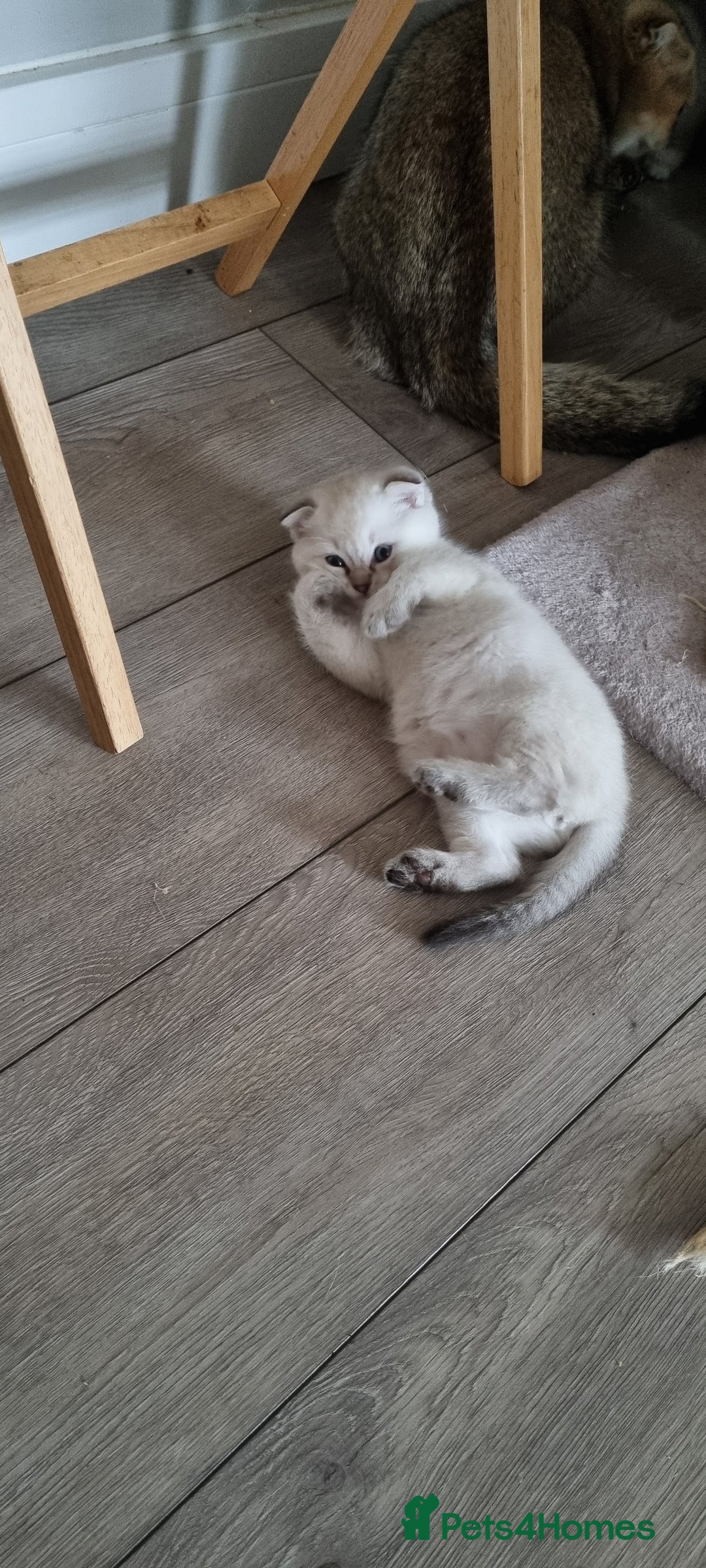Scottish Fold cats for sale: Scottish Fold kittens x3 - Image 7