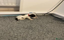 English Springer Spaniel dogs for sale: Adorable Springer Spaniel Puppies - Image 14