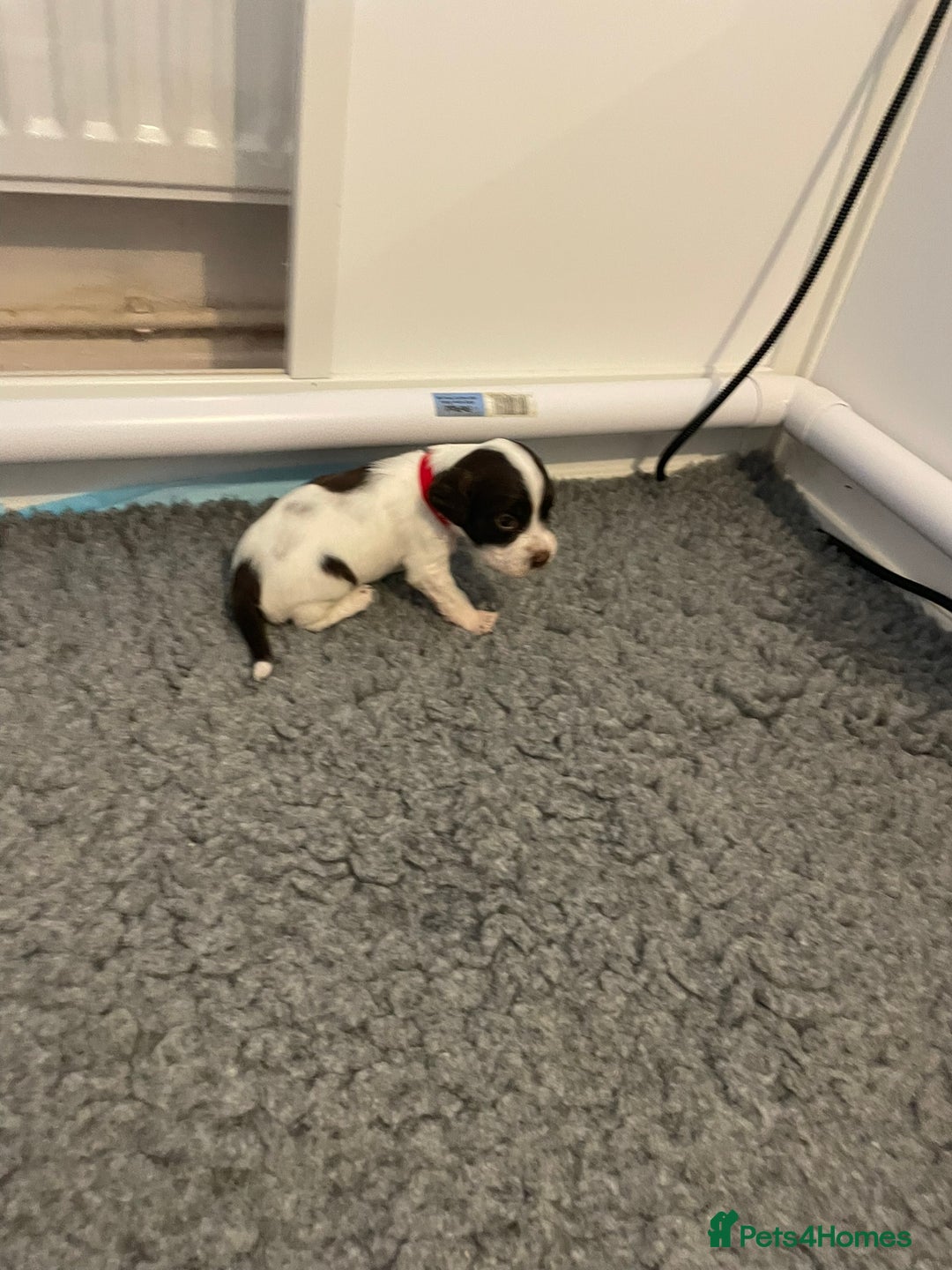 English Springer Spaniel dogs for sale: Adorable Springer Spaniel Puppies - Image 14