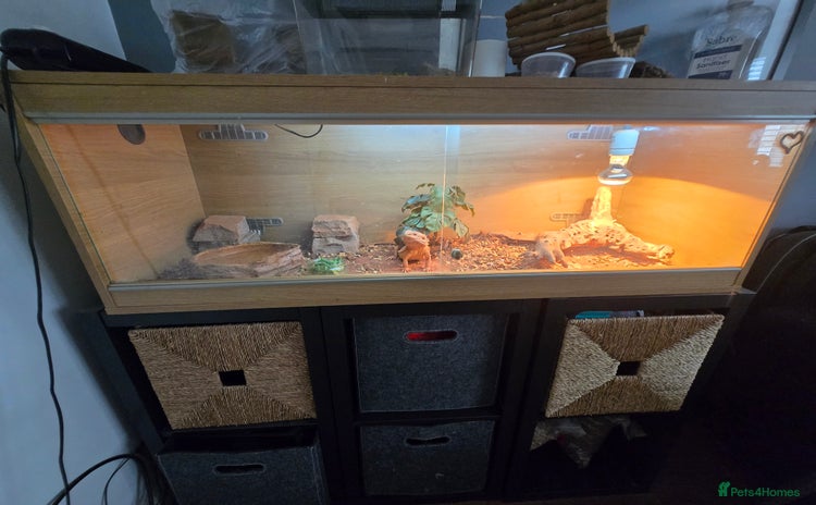 Bearded Dragon reptiles - Advert 1