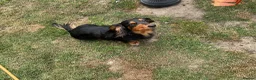 Dachshund dogs for stud: Frankie the long haired minature dachshund - Advert 10