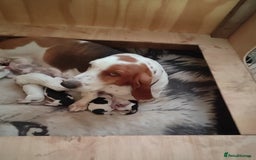 Basset Hound dogs for sale: Bassett Hound Puppies for Sale - Image 1