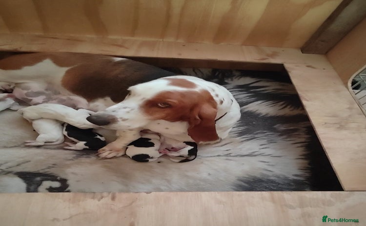 Basset Hound dogs - Advert 1