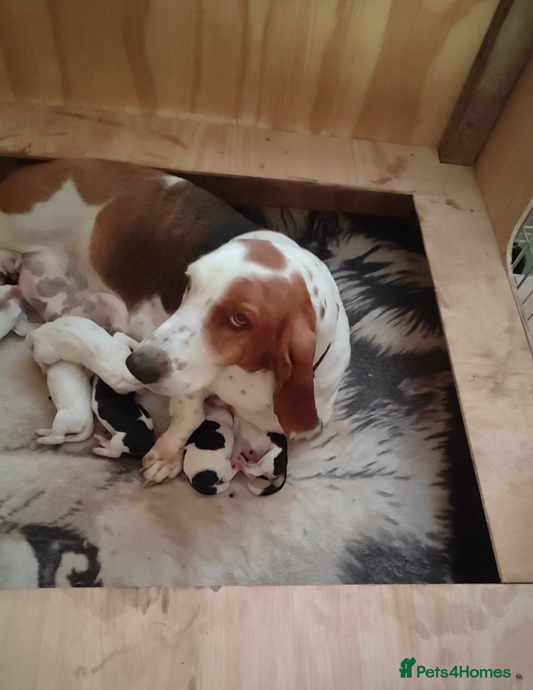 Basset Hound dogs for sale: Bassett Hound Puppies for Sale - Image 1