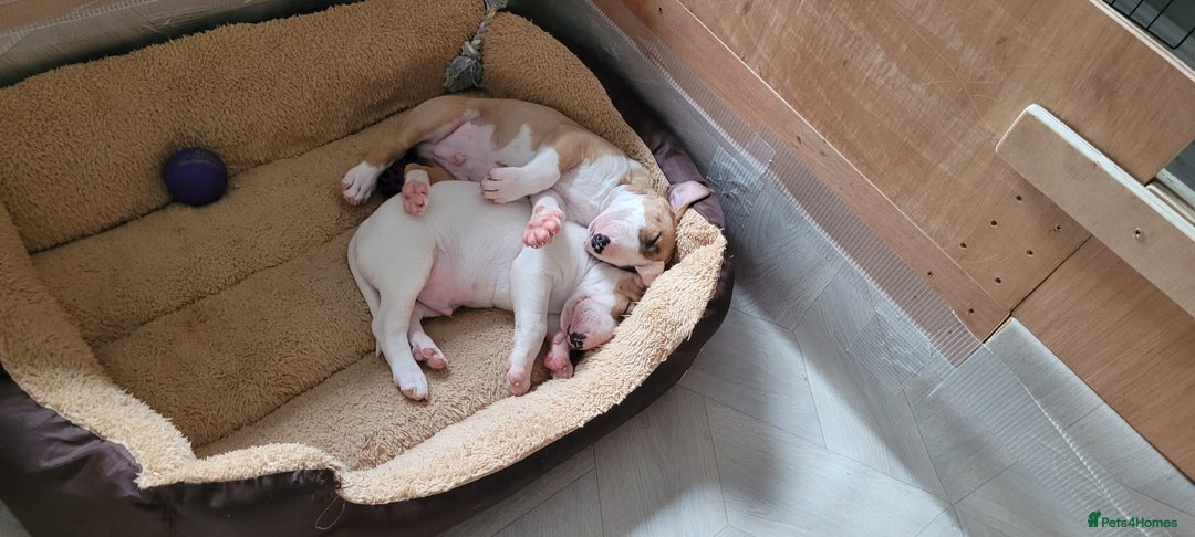 English Bull Terrier dogs for sale: English Bull Terrier Puppy Two Handsome Boys - Image 2