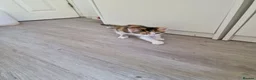 Mixed Breed cats for sale: Very Cute Calico Girl - Advert 29