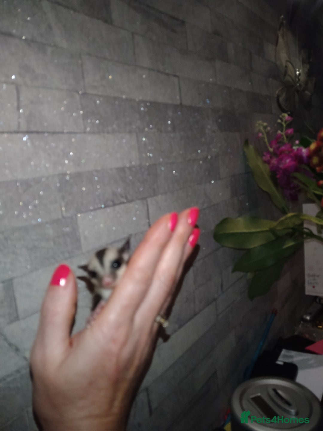 Sugar Glider rodents for sale: Stunning baby sugar glider  - Advert 10