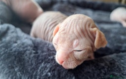 Sphynx cats for sale: Sphynx Kittens - Image 1