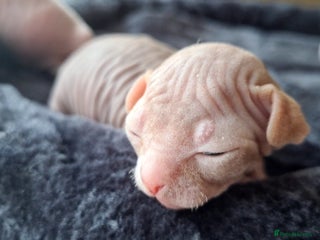 Sphynx cats - Advert 1