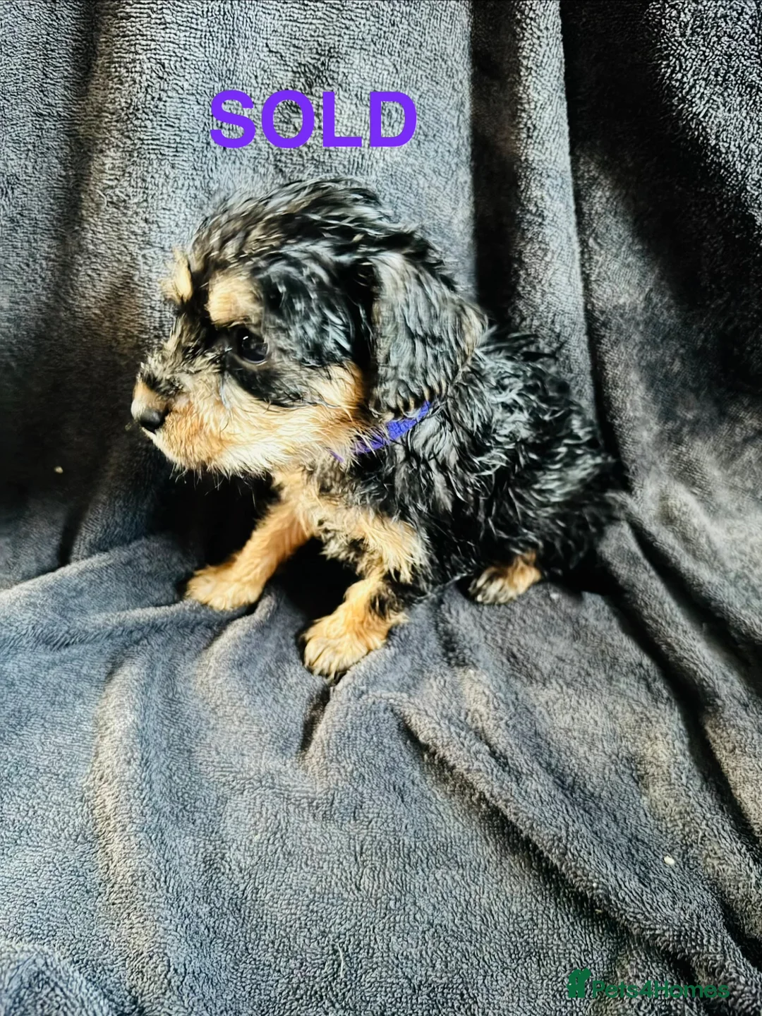 Cockapoo dogs for sale: Cockapoo puppies  - Advert 2