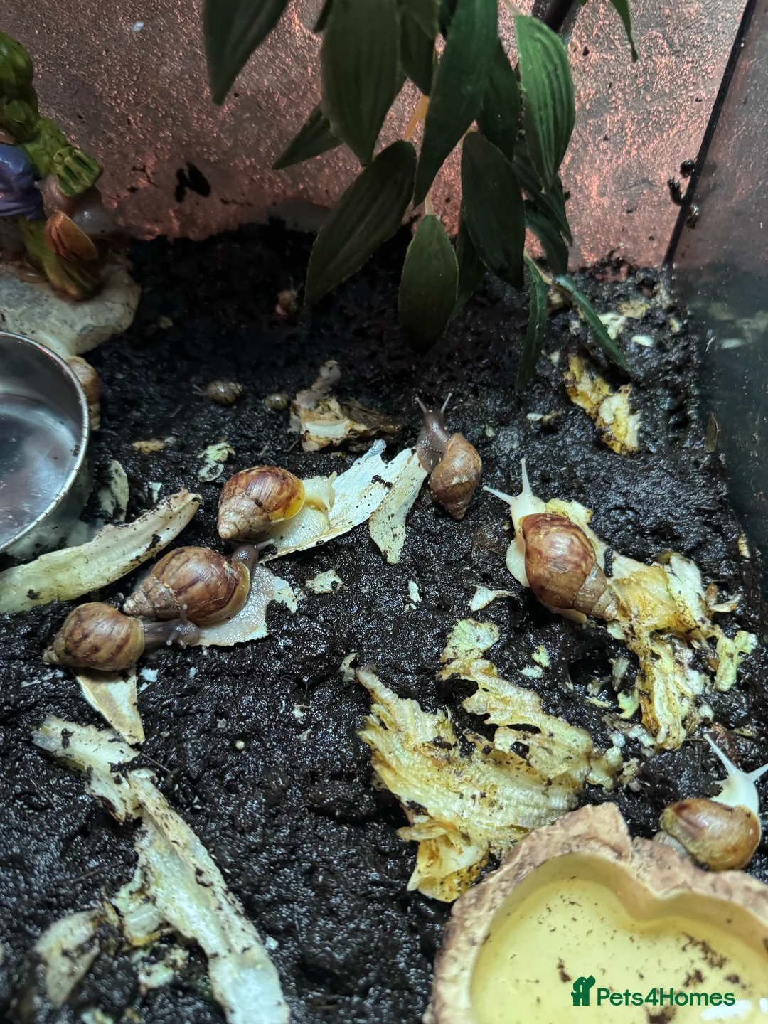 Snails invertebrates for sale: Giant African Land Snails - Advert 2