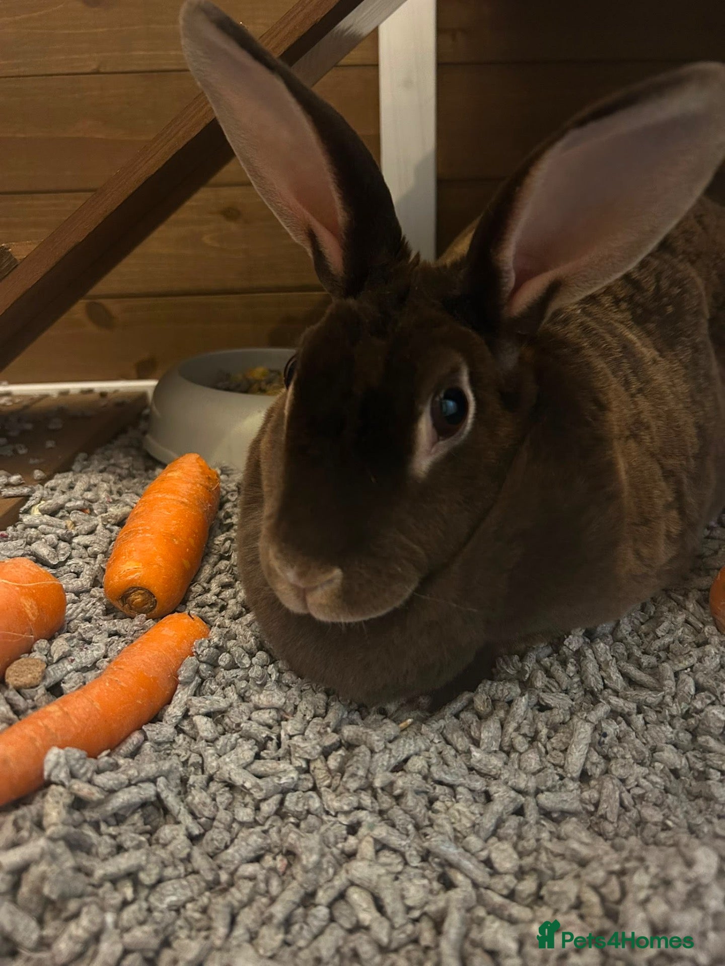 Rex rabbits Pure Female Standard Rex  - Advert 1