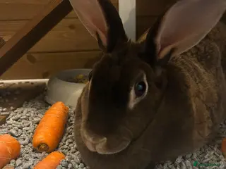 Rex rabbits Pure Female Standard Rex - Advert 1
