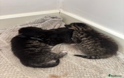 Domestic Shorthair cats for sale: 3 tabby males ready 18/09 - Image 6