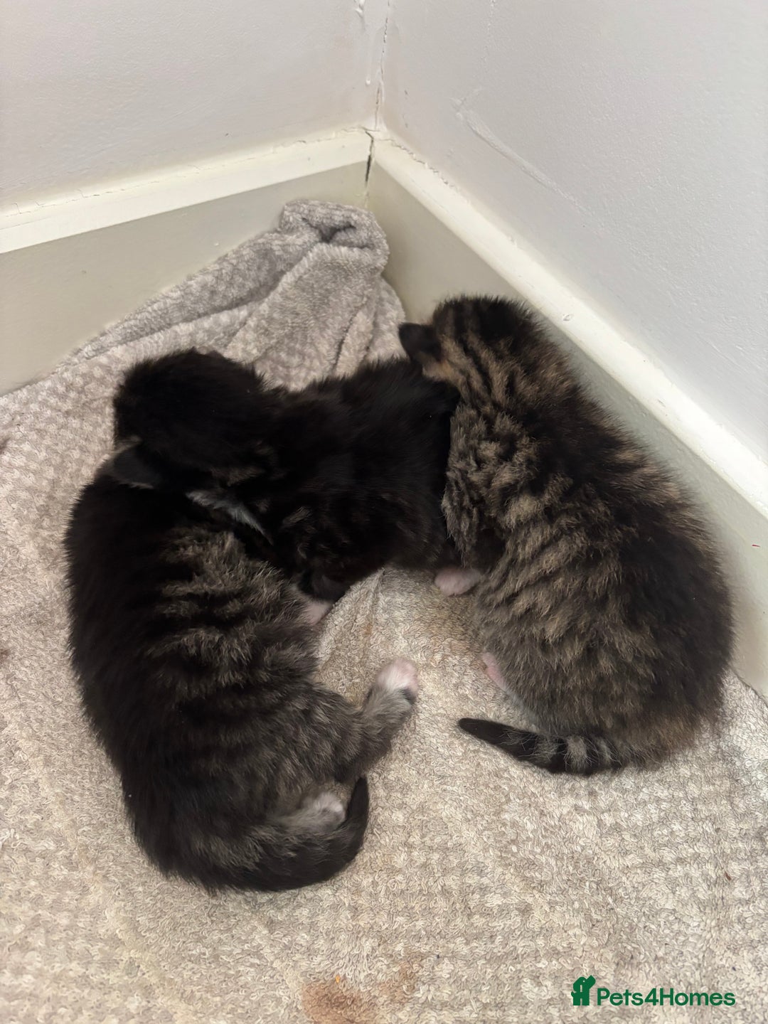 Domestic Shorthair cats for sale: 3 tabby males ready 18/09 - Image 6