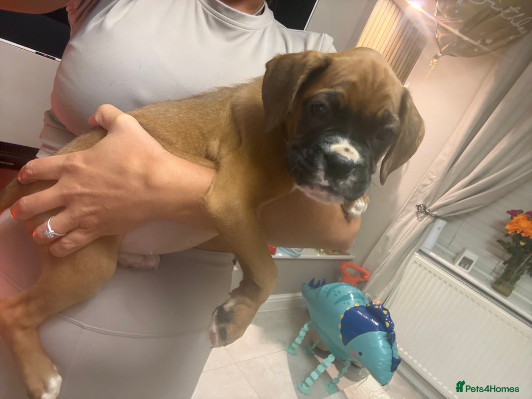 Boxer dogs for sale: Reduced Ready Now Kc Boxer Puppies - Image 1