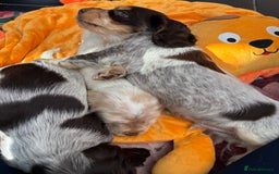Cocker Spaniel dogs for sale: Outstanding show cocker pups - Image 38