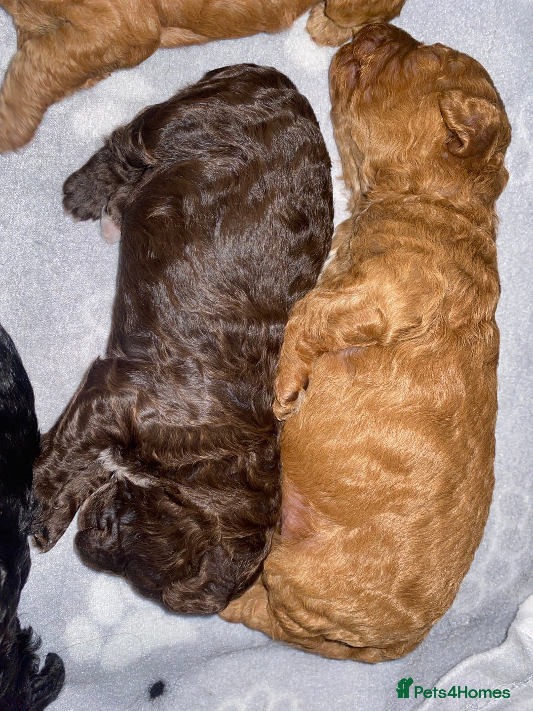 Miniature Poodle dogs for sale: Beautiful Miniature/Toy poodles  - Advert 20