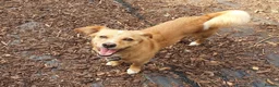 Mixed Breed dogs for adoption: Beautiful Bonnie 🩷 in Hailsham - Advert 11